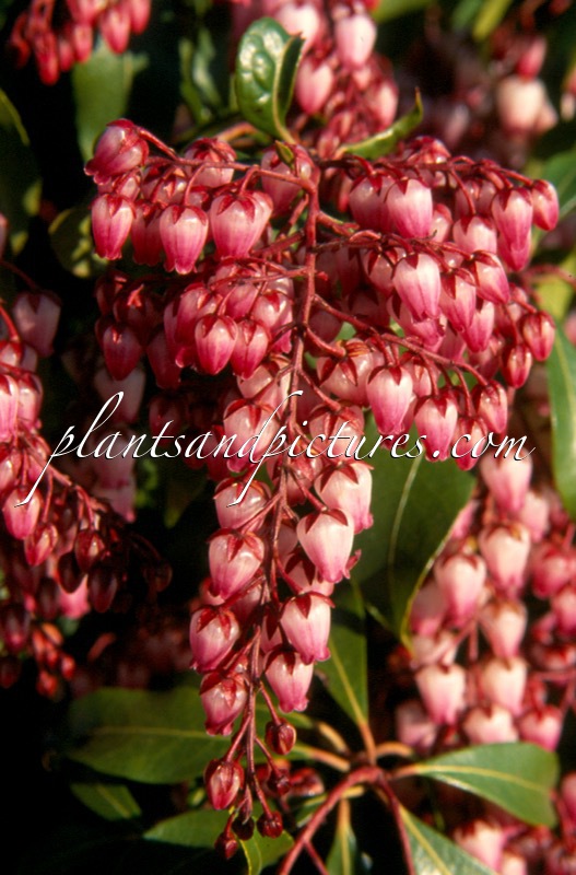 Pieris japonica ‘Katsura’