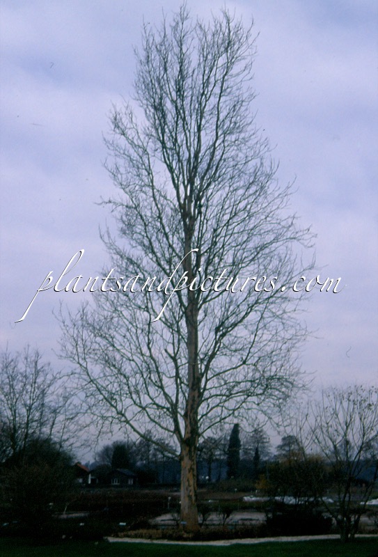 Platanus hispanica ‘Tremonia’