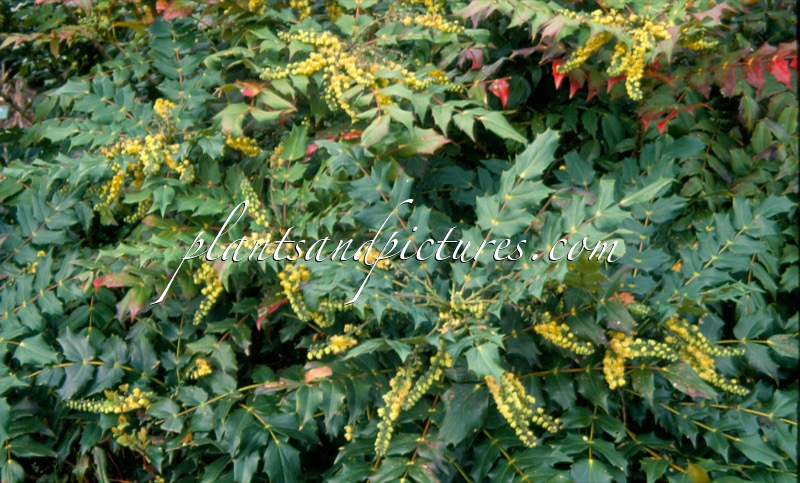 Mahonia japonica