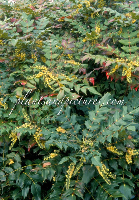 Mahonia japonica