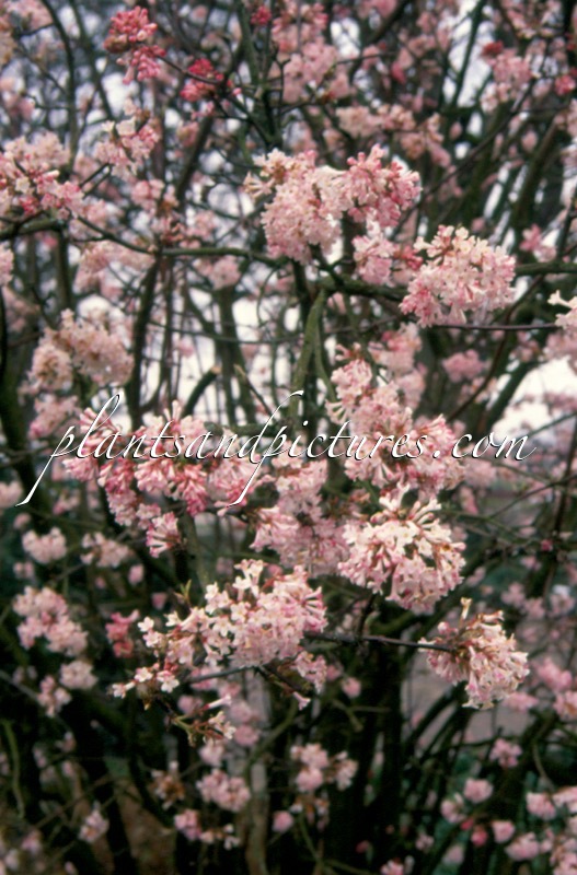 Viburnum bodnantense ‘Charles Lamont’