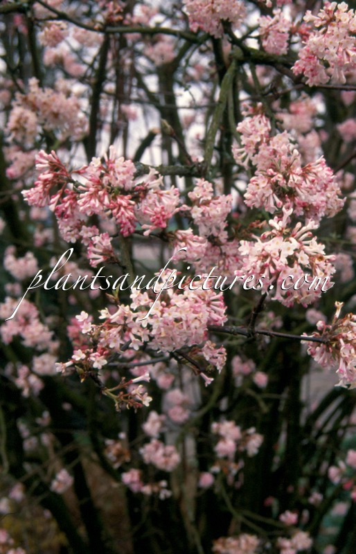 Viburnum bodnantense ‘Charles Lamont’