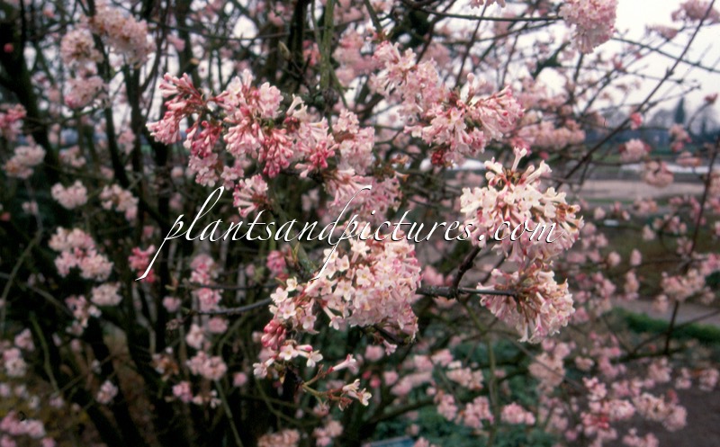 Viburnum bodnantense ‘Charles Lamont’