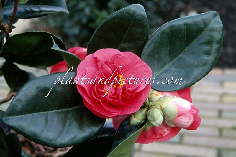 Camellia japonica ‘Curly Lady’