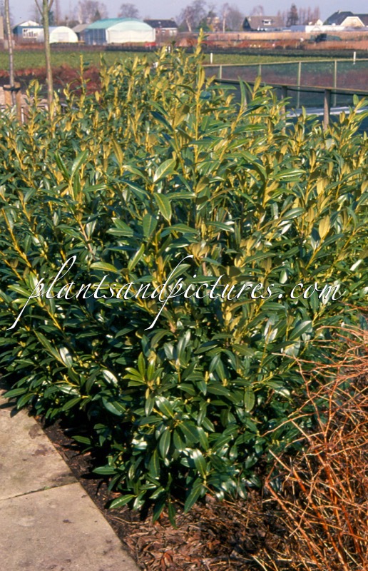 Prunus laurocerasus ‘Herbergii’