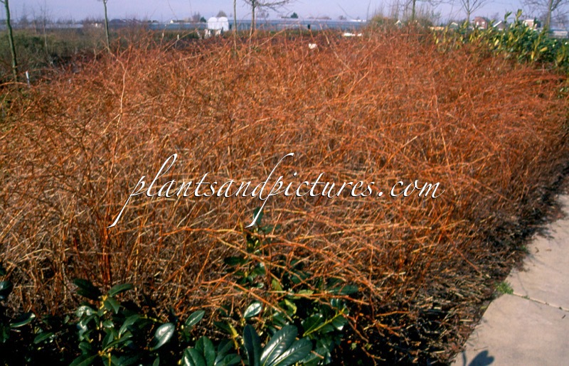 Stephanandra ‘Bokrabruijn’ (ORO VERDE)