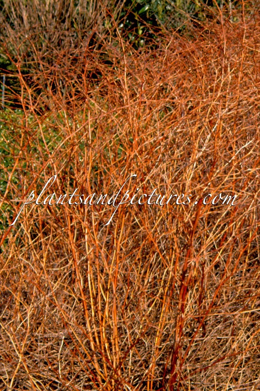 Stephanandra ‘Bokrabruijn’ (ORO VERDE)