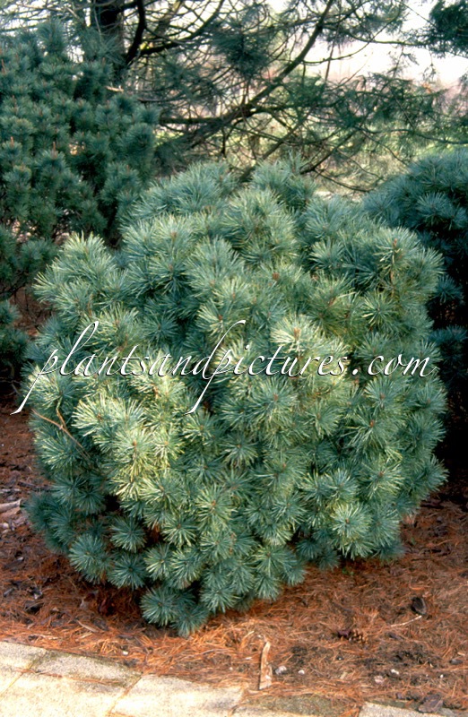 Pinus pumila ‘Globe’