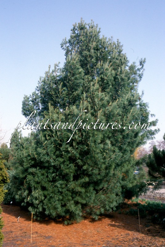 Pinus strobus ‘Fastigiata’