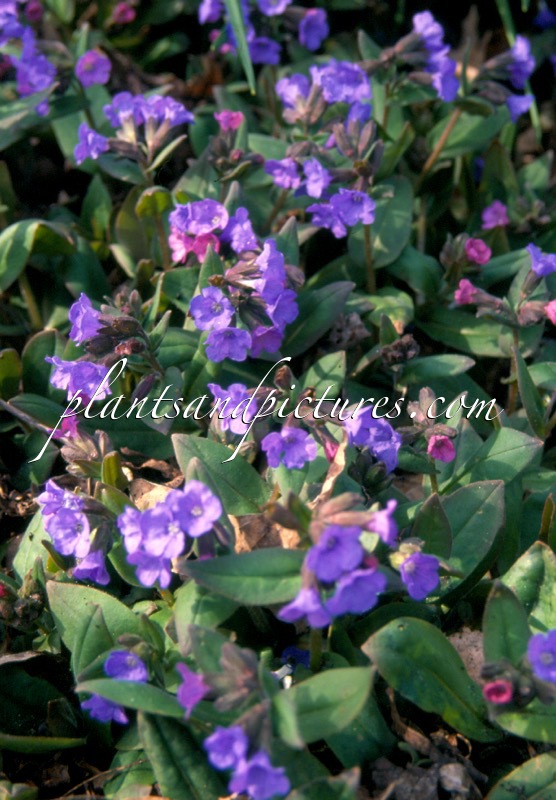 Pulmonaria angustifolia