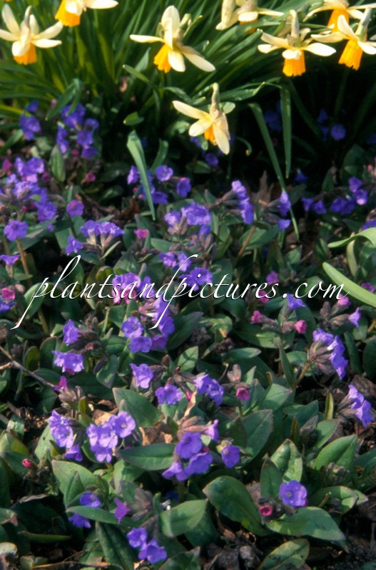 Pulmonaria angustifolia