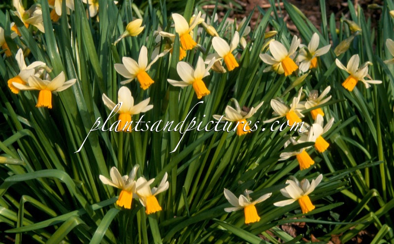 Narcissus ‘Jack Snipe’