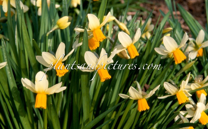 Narcissus ‘Jack Snipe’