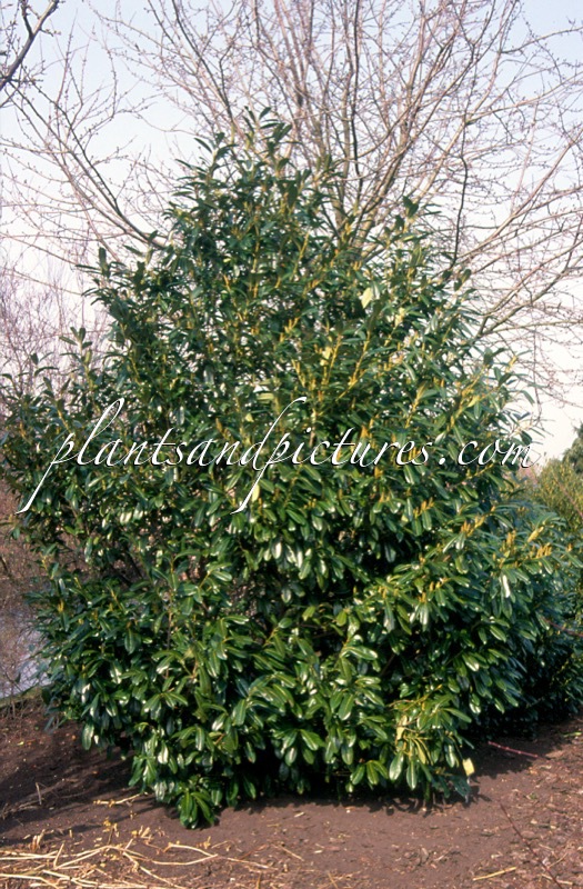 Prunus laurocerasus ‘Schipka Holland’
