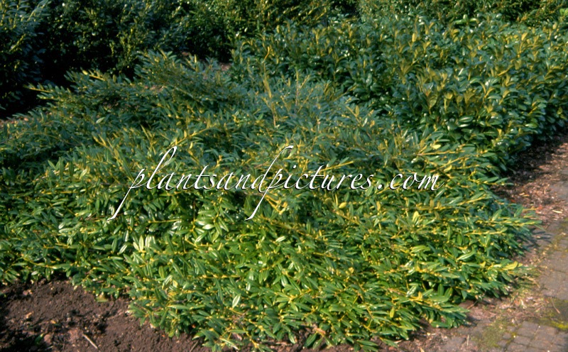 Prunus laurocerasus ‘Grüner Teppich’