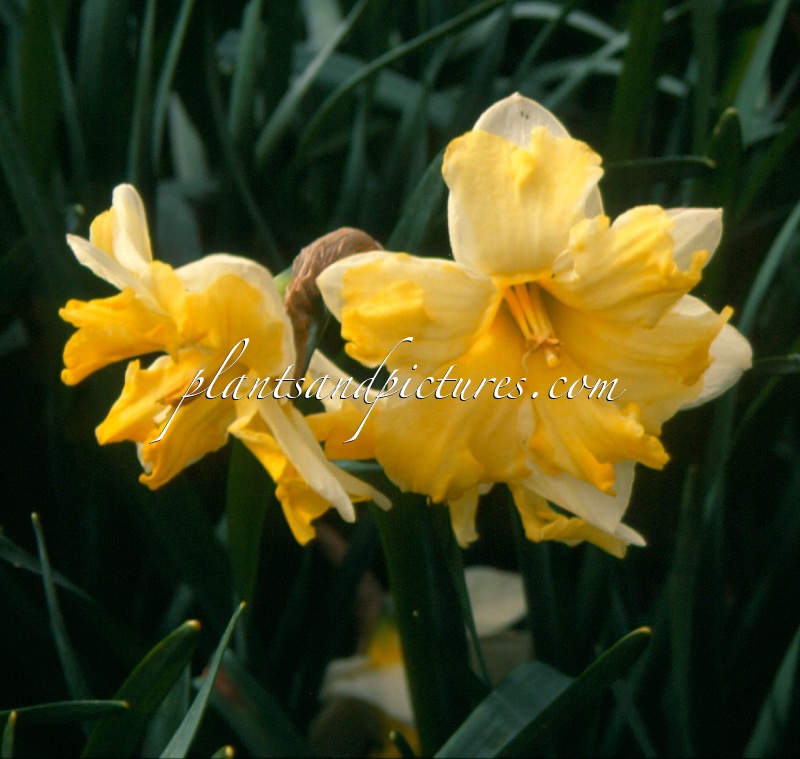 Narcissus ‘Cassata’