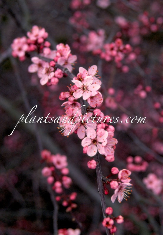 Prunus spinosa ‘Rosea’