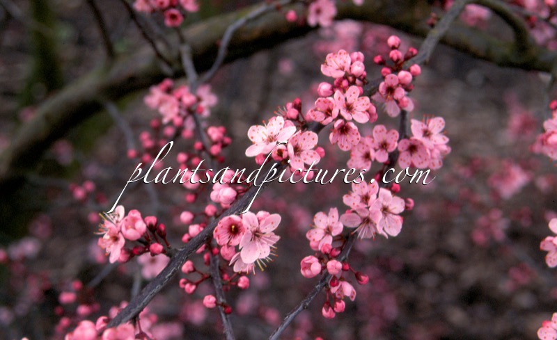 Prunus spinosa ‘Rosea’