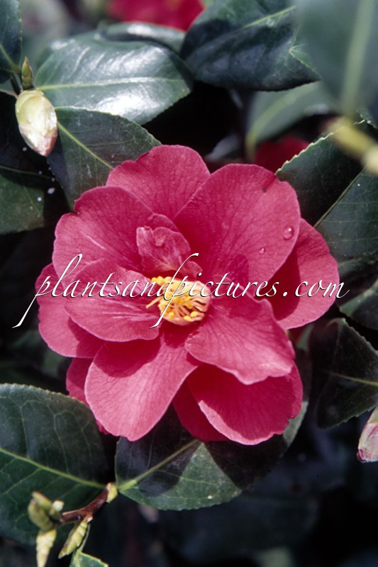 Camellia japonica ‘Moshio’