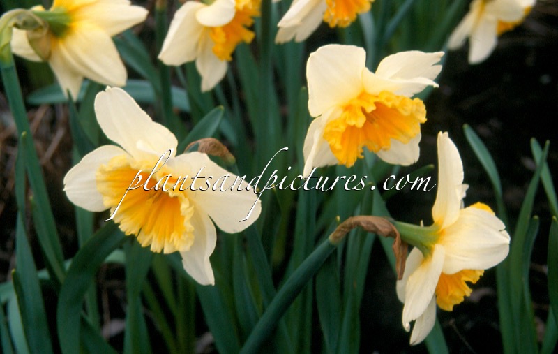Narcissus ‘Slim Whitman’