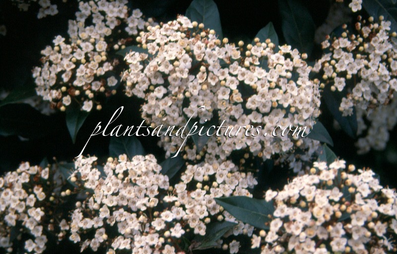 Viburnum tinus