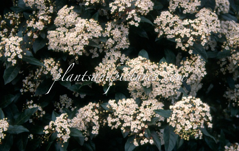 Viburnum tinus