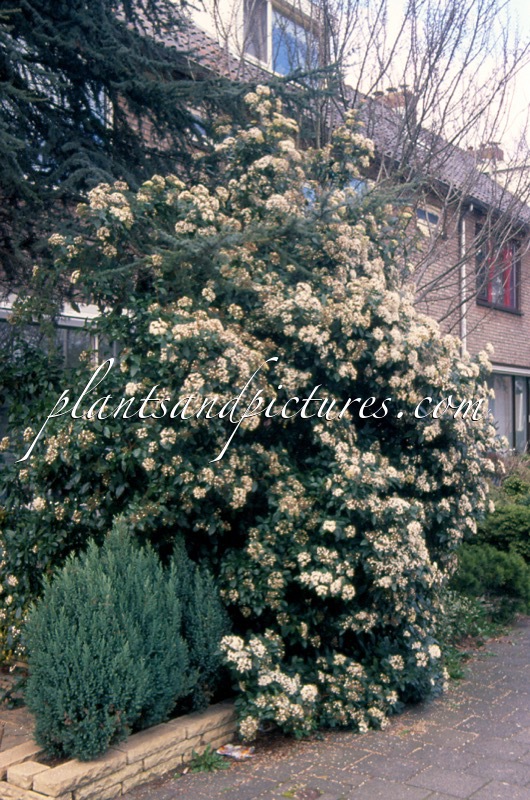 Viburnum tinus