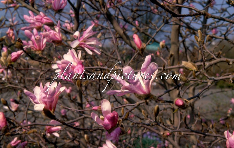Magnolia loebneri ‘Leonard Messel’