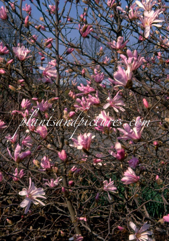 Magnolia loebneri ‘Leonard Messel’