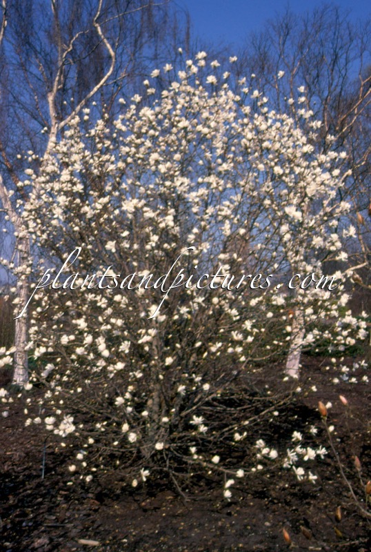 Magnolia loebneri ‘Merrill’