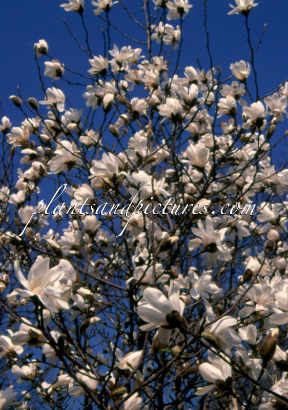 Magnolia loebneri ‘Merrill’