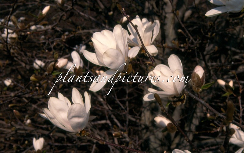 Magnolia loebneri ‘Merrill’