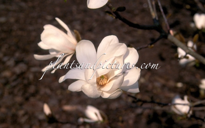 Magnolia loebneri ‘Merrill’