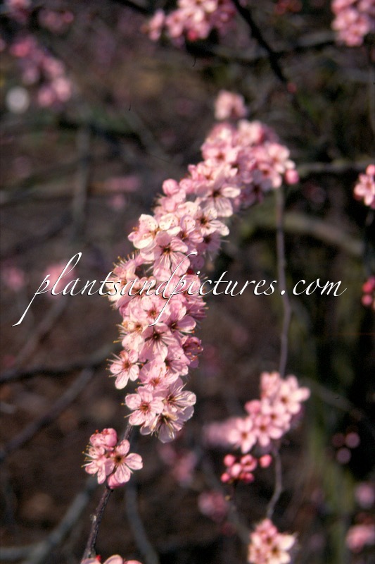 Prunus spinosa ‘Rosea’