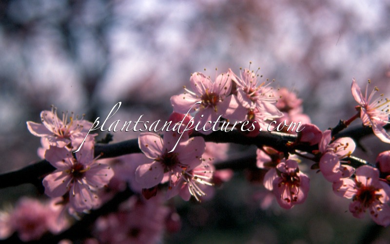 Prunus spinosa ‘Rosea’