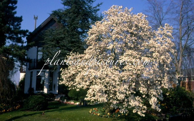Magnolia loebneri ‘Merrill’