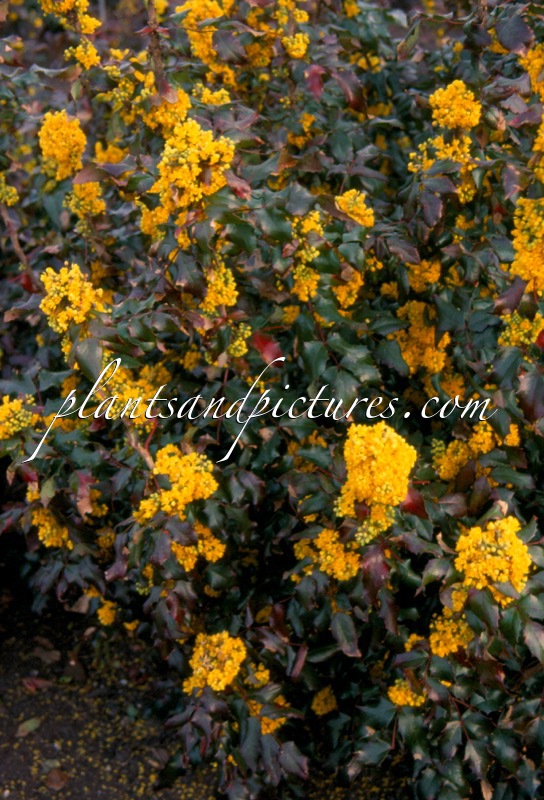 Mahonia aquifolium ‘Undulata’
