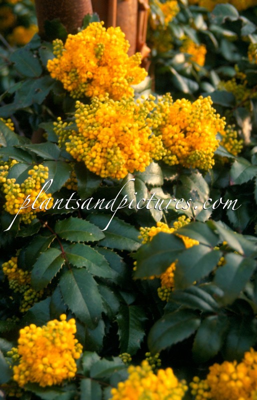 Mahonia ‘Bokrafoot’ (BLACKFOOT)