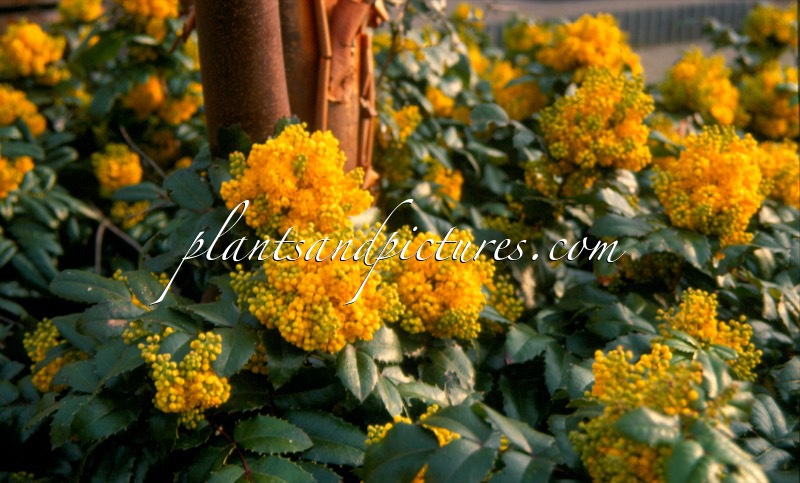 Mahonia ‘Bokrafoot’ (BLACKFOOT)