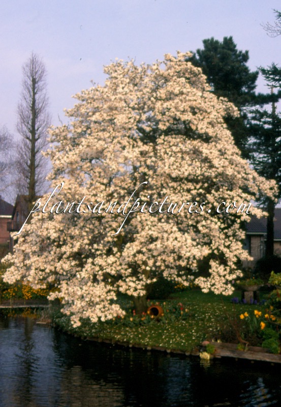 Magnolia loebneri ‘Merrill’