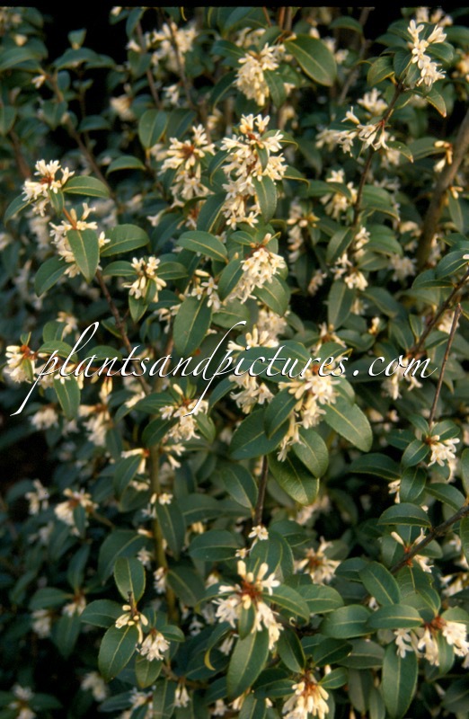 Osmanthus burkwoodii