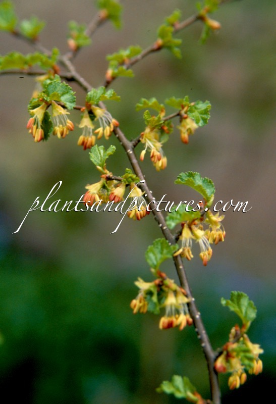 Nothofagus antarctica