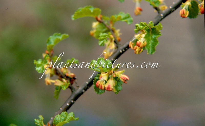 Nothofagus antarctica