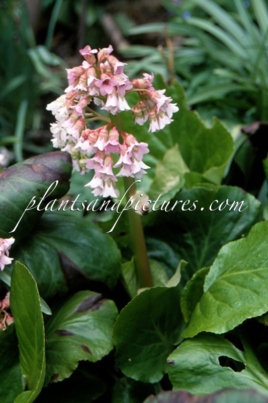 Bergenia ‘Baby Doll’