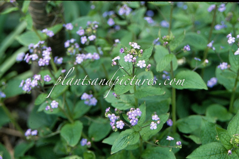 Brunnera macrophylla