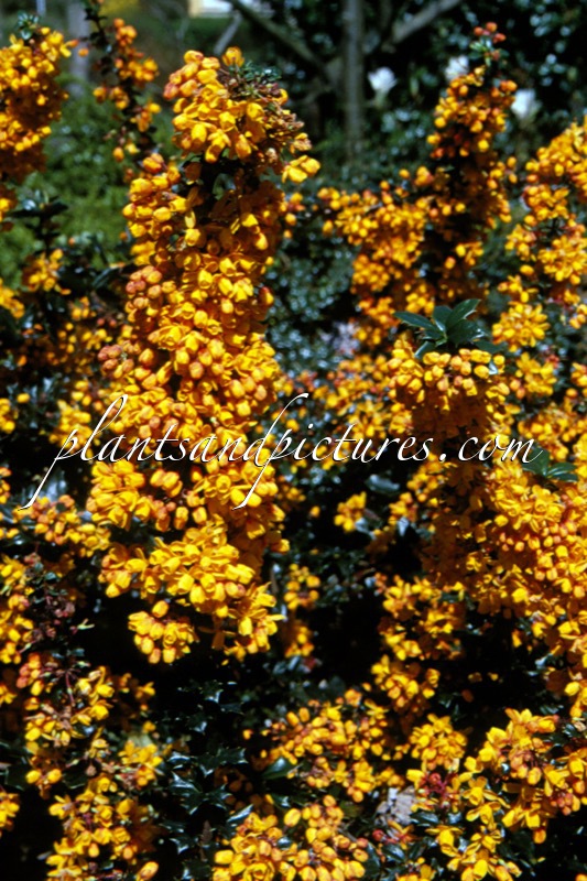 Berberis lologensis ‘Mystery Fire’