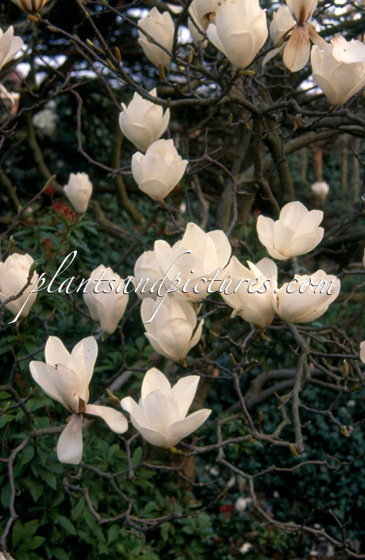 Magnolia soulangeana ‘Lennei Alba’