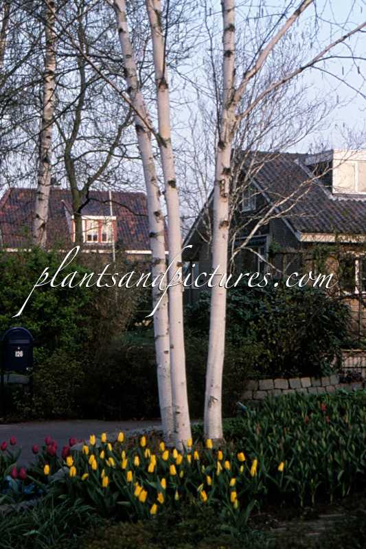 Betula utilis ‘Doorenbos’