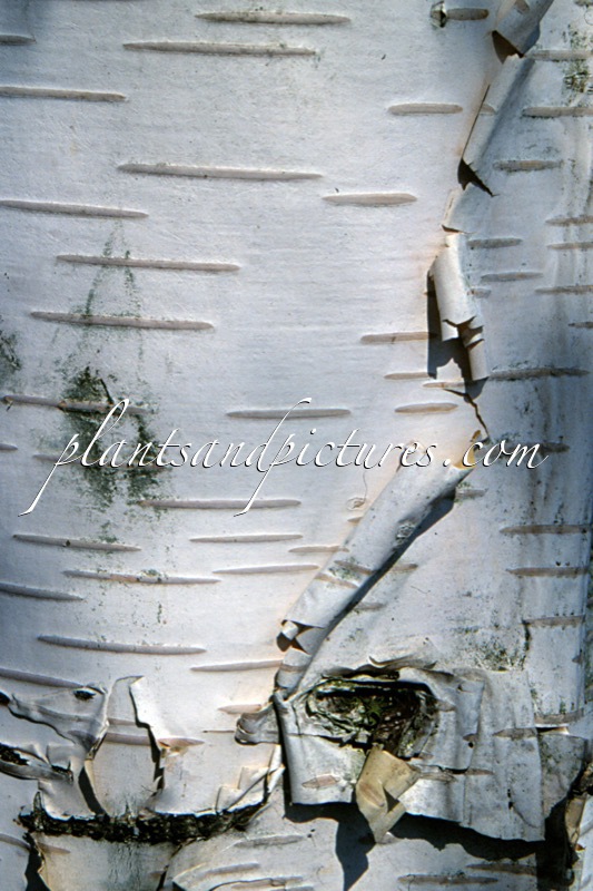 Betula utilis ‘Doorenbos’