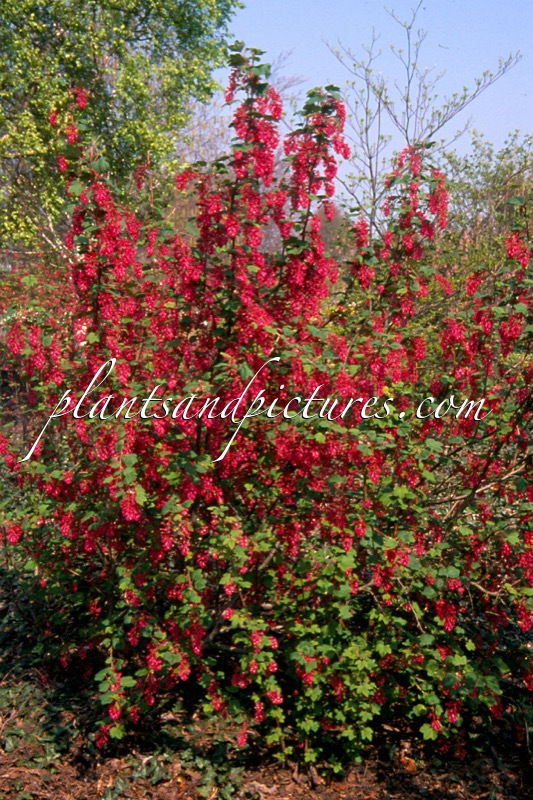Ribes sanguineum ‘Pulborough Scarlet’